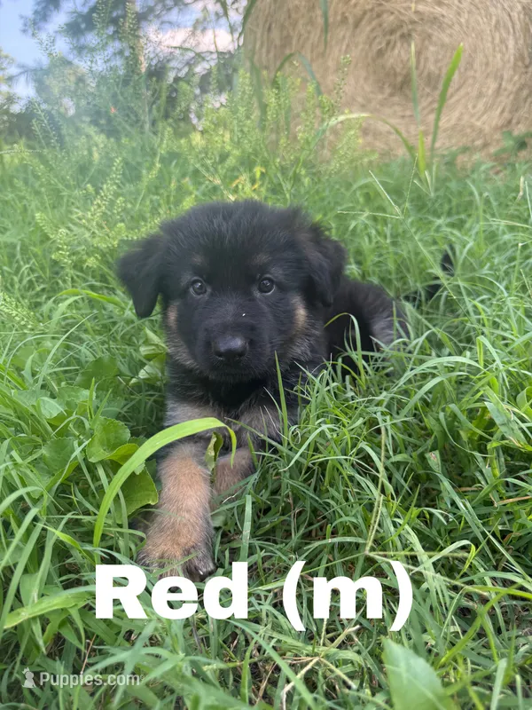 Red – German Shepherd Dog puppy for sale in Benton, MO