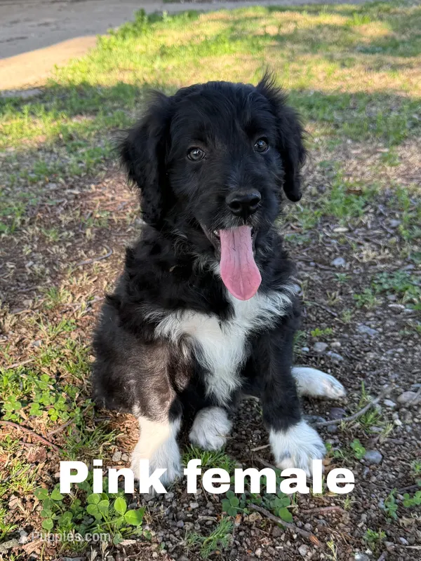 Pink – Border Collie, Poodle - Standard  puppy on hold in Benton, MO