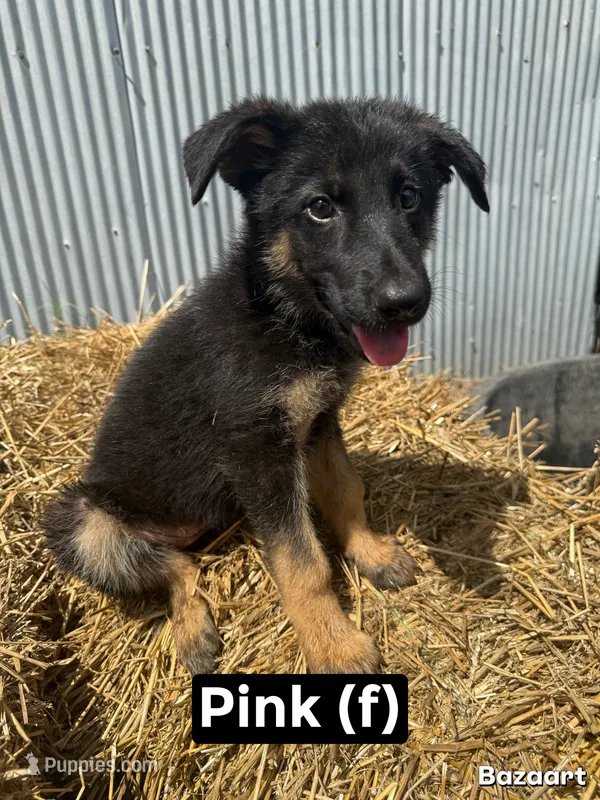 Pink – German Shepherd Dog puppy for sale in Benton, MO