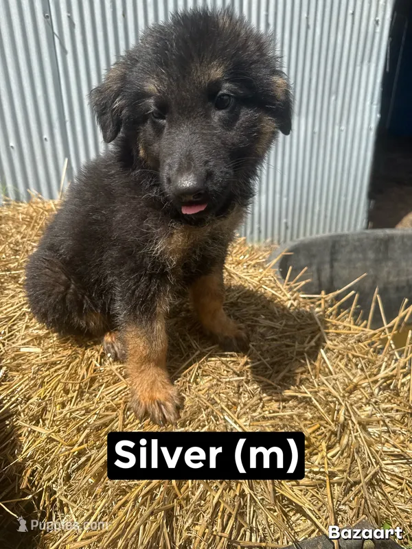 Silver – German Shepherd Dog puppy for sale in Benton, MO