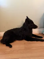 Rhea, a female German Shepherd Dog for sale in Benton, MO – 2 of 3