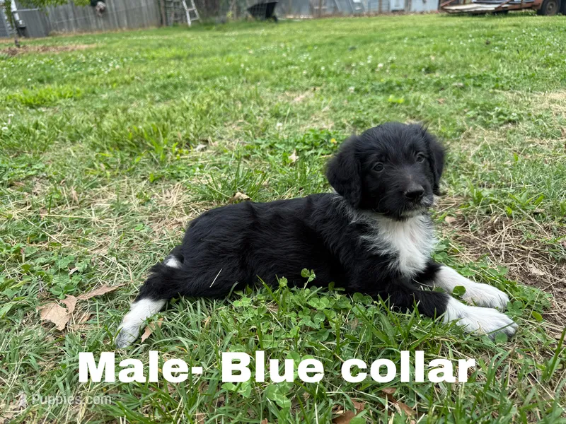 Blue – Border Collie, Poodle - Standard  puppy for sale in Benton, MO