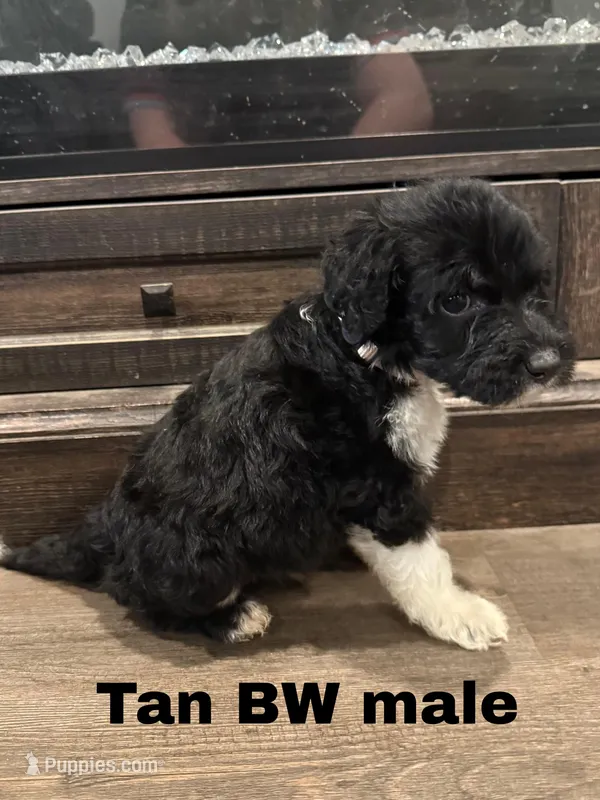 Tan – Border Collie, Poodle - Standard  puppy for sale in Benton, MO