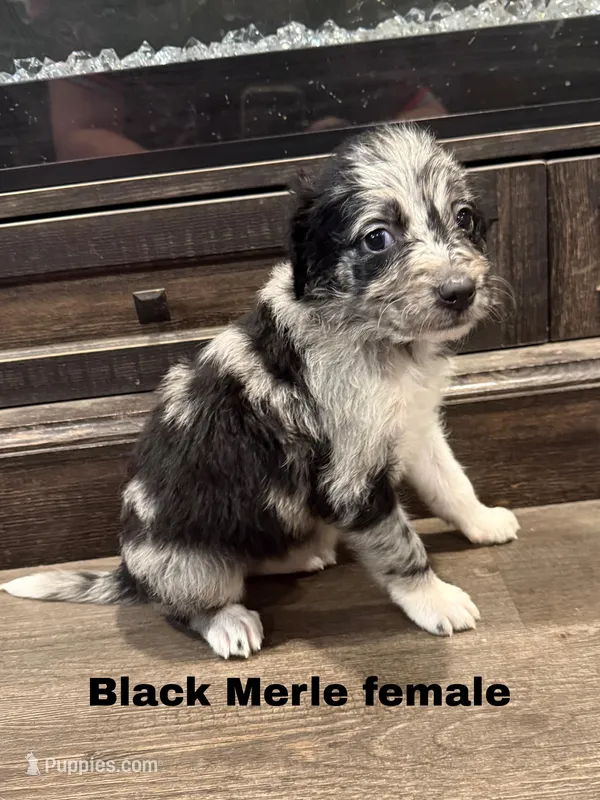 Black – Border Collie, Poodle - Standard  puppy for sale in Benton, MO