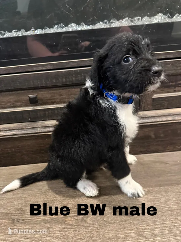 Blue – Border Collie, Poodle - Standard  puppy for sale in Benton, MO