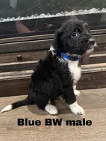 Blue, a male Border Collie and Poodle - Standard  for sale in Benton, MO – 3 of 5