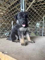 Orange, a male German Shepherd Dog for sale in Benton, MO – 1 of 1
