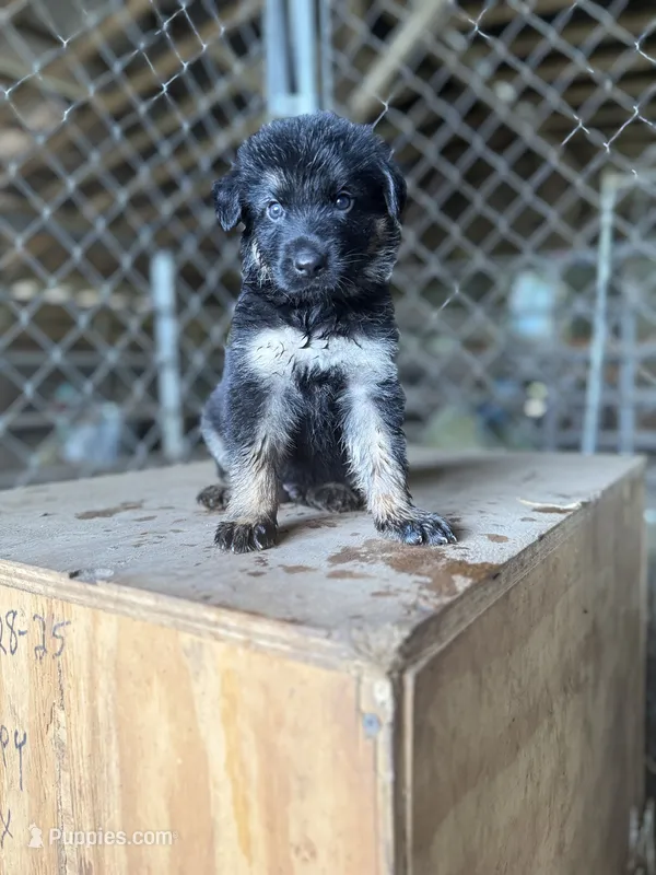 Red – German Shepherd Dog puppy for sale in Benton, MO