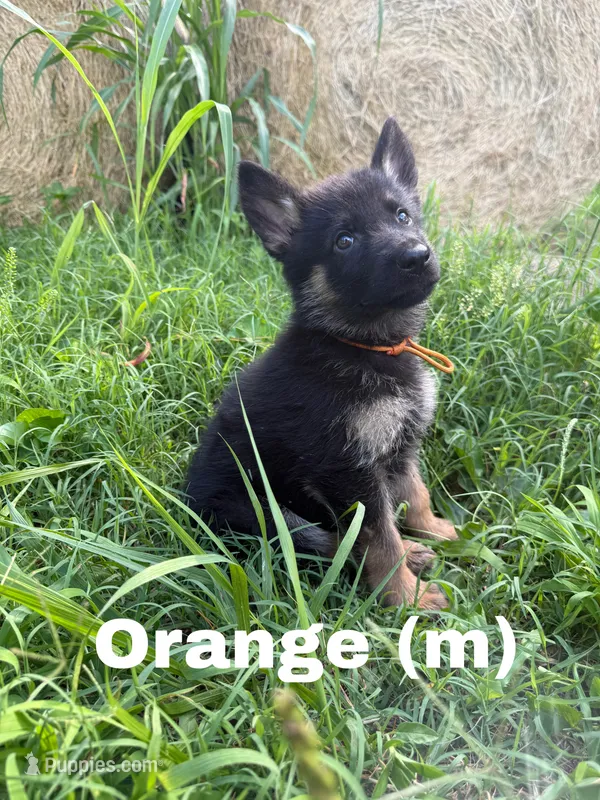 Orange – German Shepherd Dog puppy for sale in Benton, MO