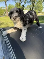 Silver, a male Border Collie and Poodle - Standard  for sale in Benton, MO – 3 of 3