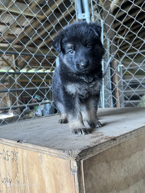 Light Green – German Shepherd Dog puppy for sale in Benton, MO