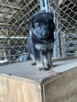 Light Green, a female German Shepherd Dog for sale in Benton, MO – 1 of 1