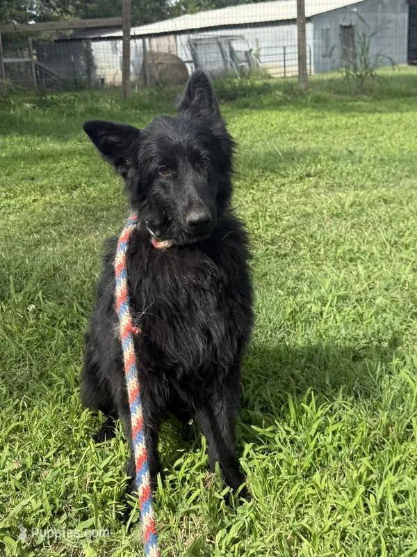 Rhea – German Shepherd Dog puppy for sale in Benton, MO