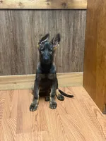 Zelda, a female German Shepherd Dog for sale in Benton, MO – 1 of 1