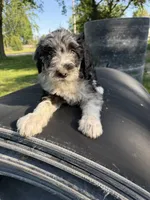 Silver, a male Border Collie and Poodle - Standard  for sale in Benton, MO – 2 of 3