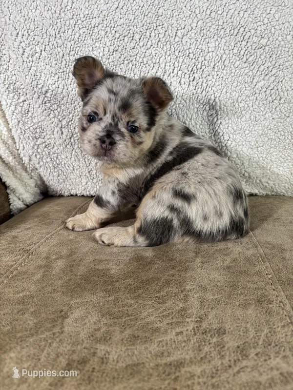 Teddy – French Bulldog puppy for sale in Ligonier, IN