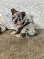 Teddy, a male French Bulldog for sale in Ligonier, IN – Photo 1 of 4