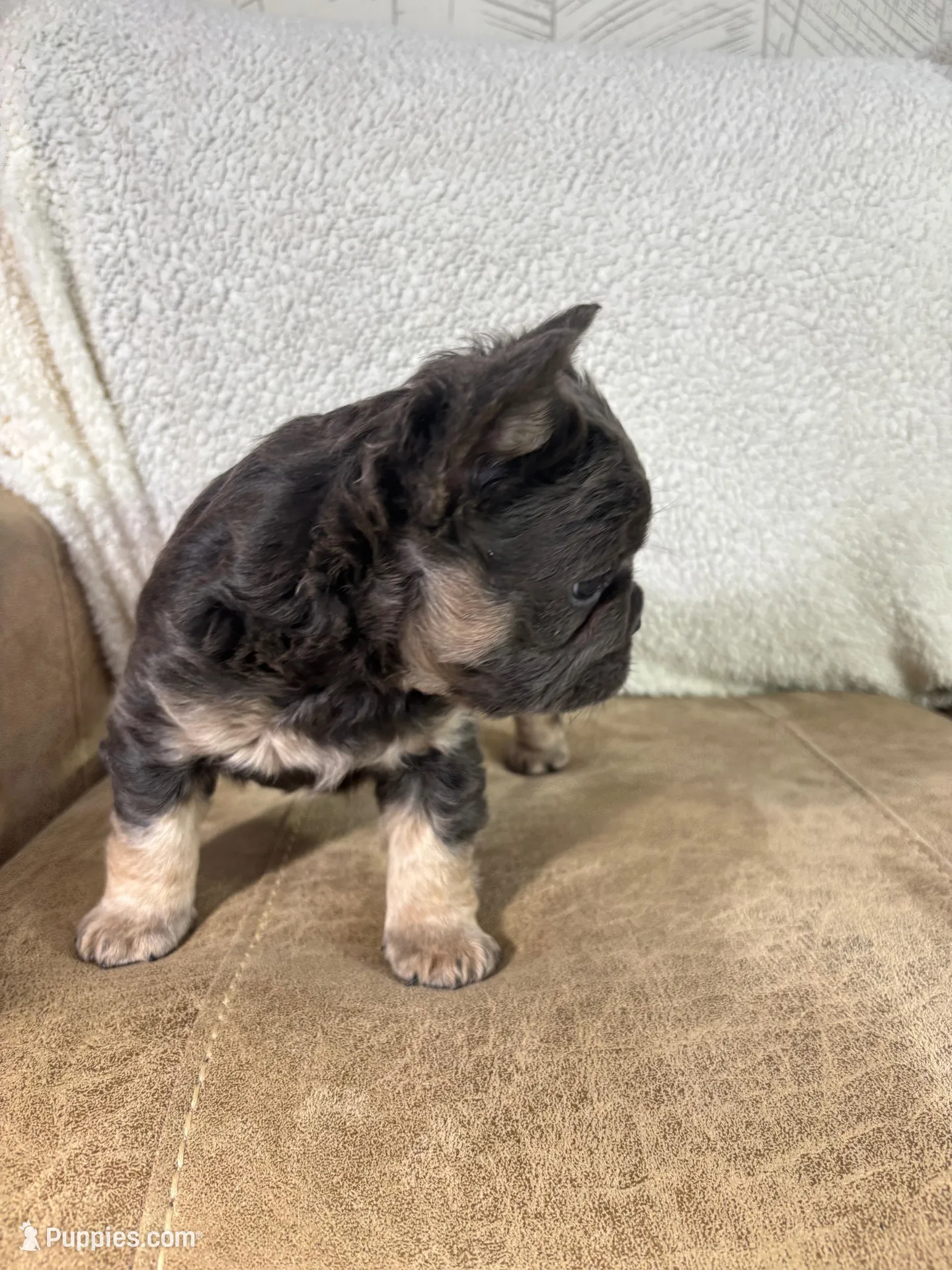 Maxi, a female French Bulldog for sale in Ligonier, IN – Photo 1 of 5