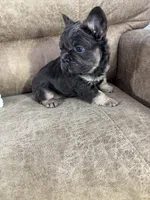 Maxi, a female French Bulldog for sale in Ligonier, IN – Photo 5 of 5
