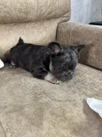 Maxi, a female French Bulldog for sale in Ligonier, IN – Photo 3 of 5