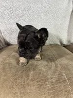 Maxi, a female French Bulldog for sale in Ligonier, IN – Photo 4 of 5