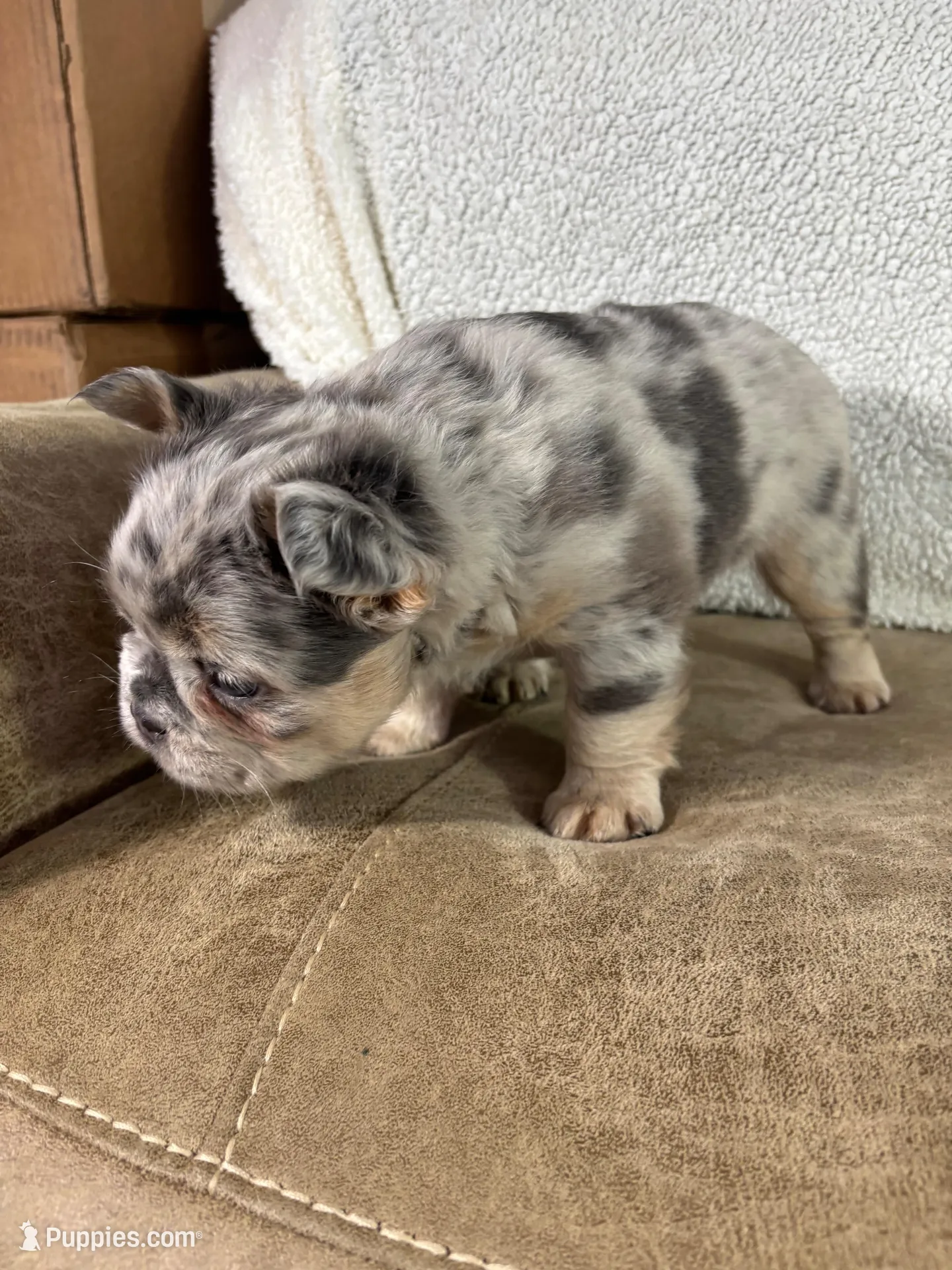 Teddy, a male French Bulldog for sale in Ligonier, IN – Photo 2 of 4