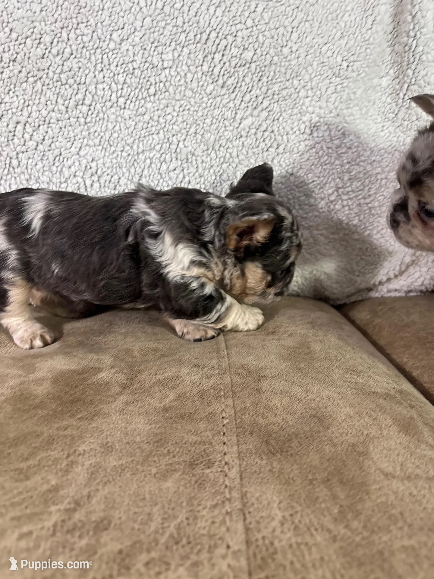 Hazel, a female French Bulldog for sale in Ligonier, IN – Photo 4 of 4