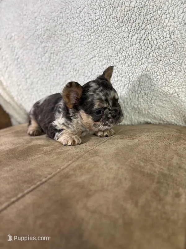 Hazel – French Bulldog puppy for sale in Ligonier, IN