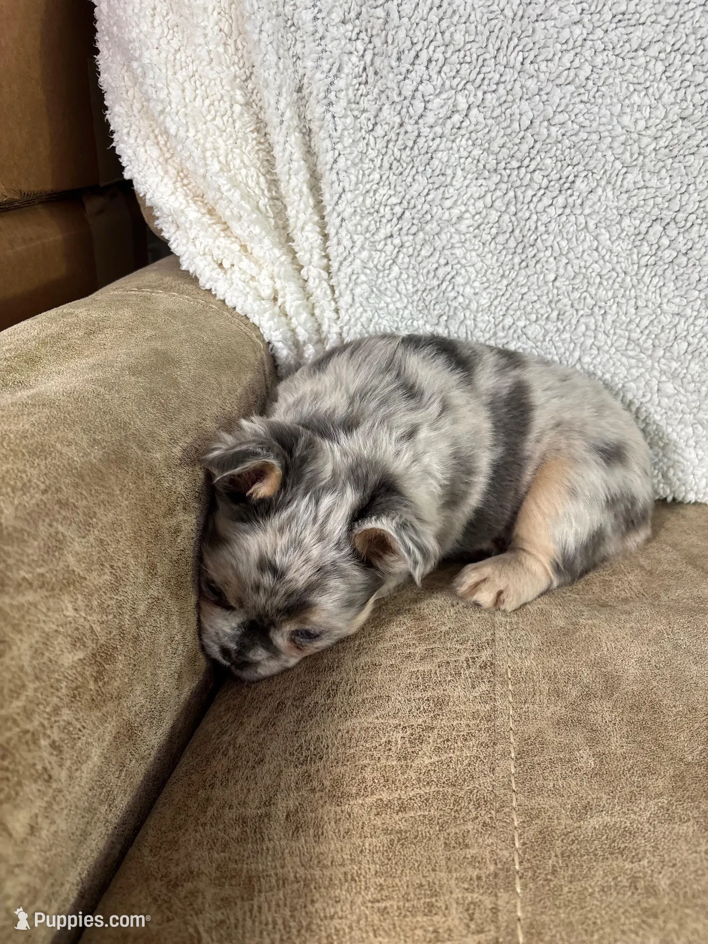 Teddy, a male French Bulldog for sale in Ligonier, IN – Photo 4 of 4