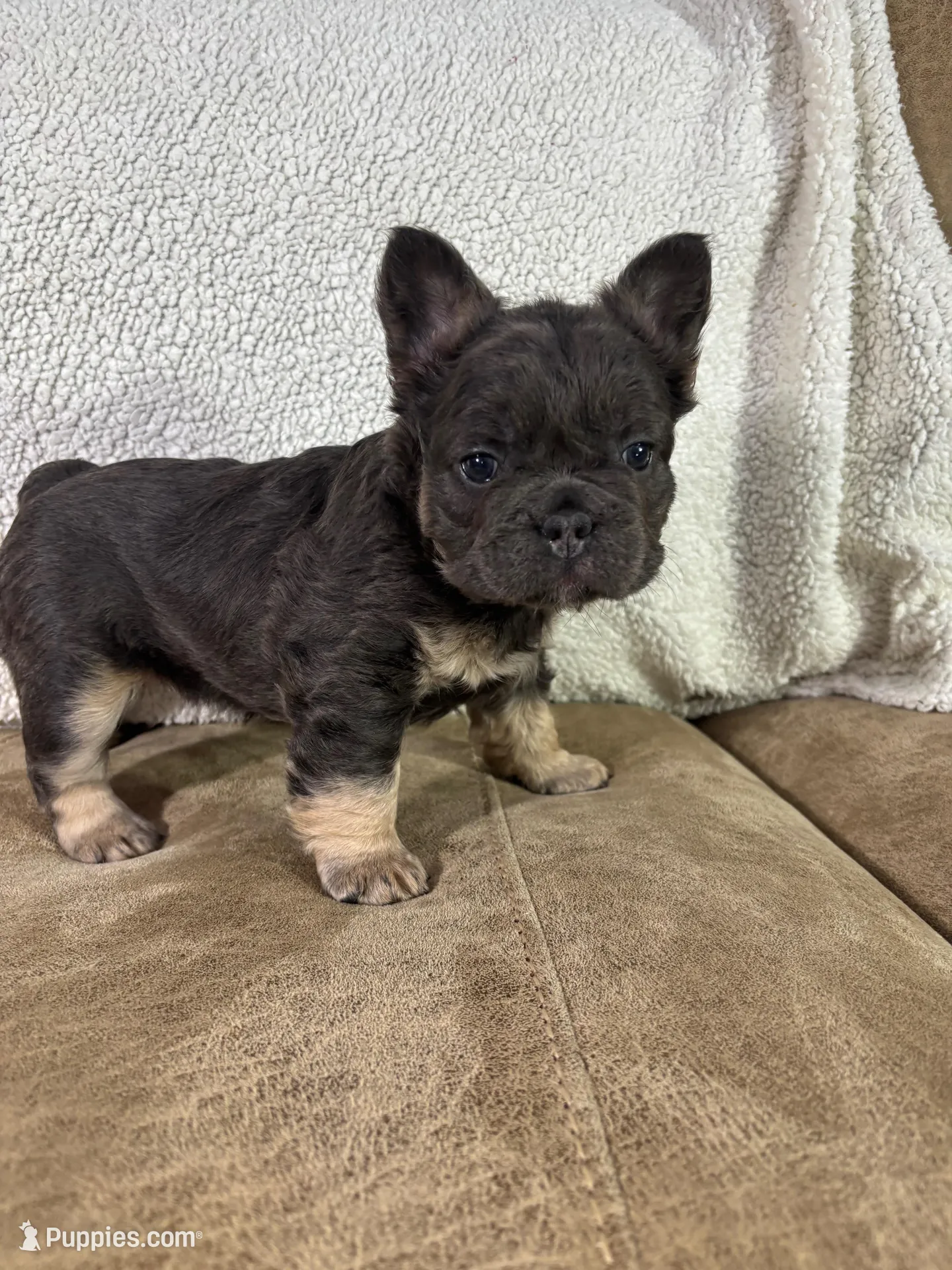 Maxi, a female French Bulldog for sale in Ligonier, IN – Photo 2 of 5