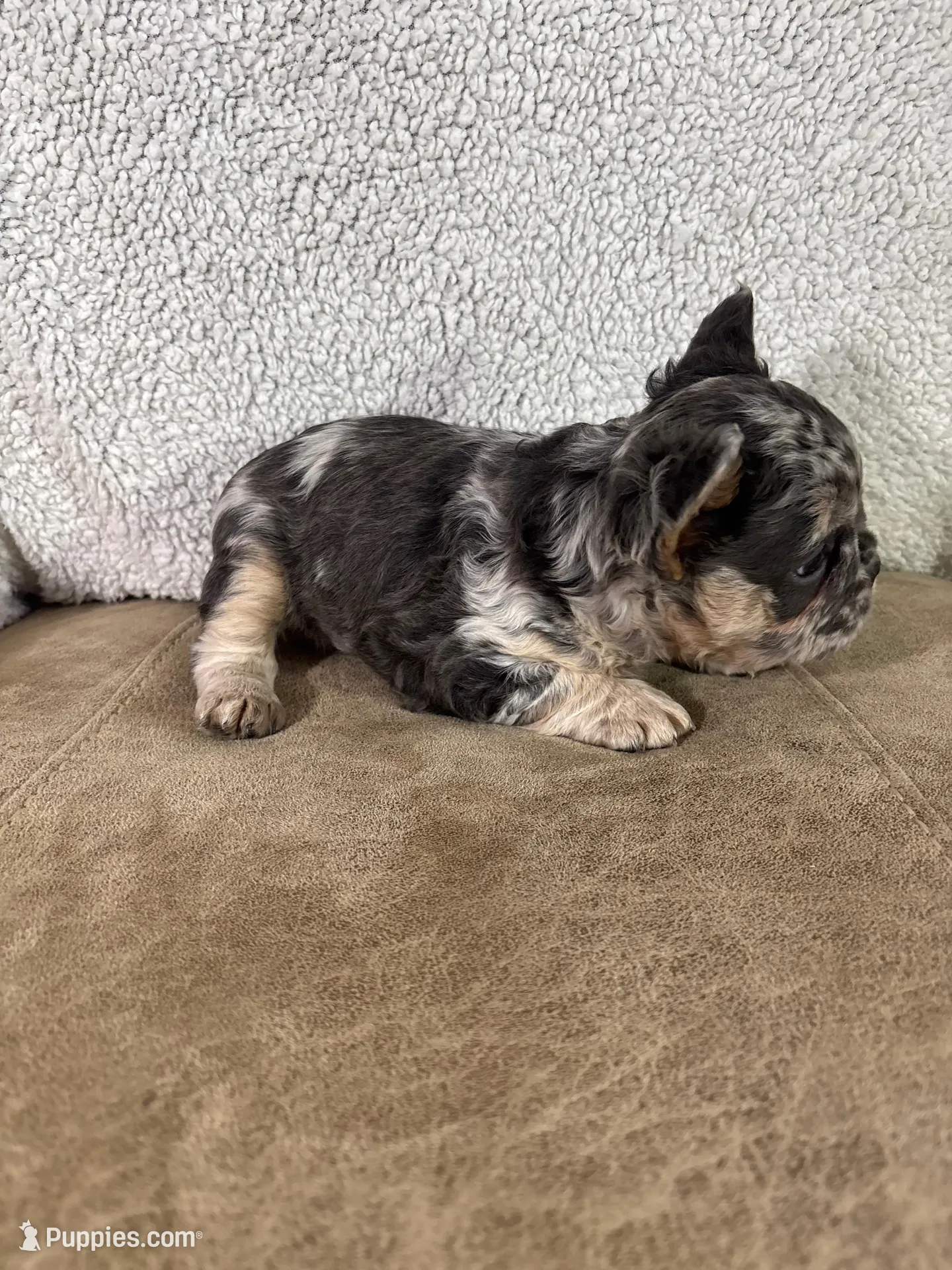 Hazel, a female French Bulldog for sale in Ligonier, IN – Photo 2 of 4