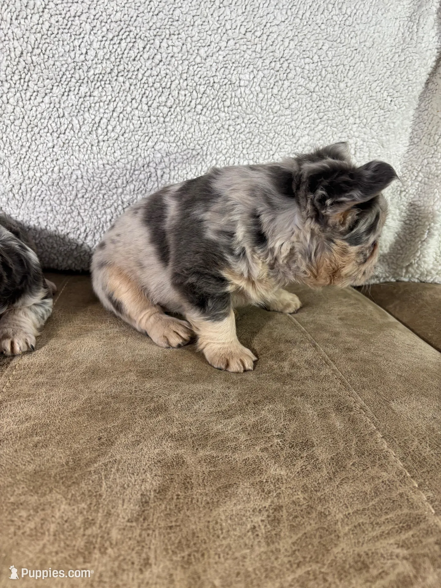 Teddy, a male French Bulldog for sale in Ligonier, IN – Photo 3 of 4