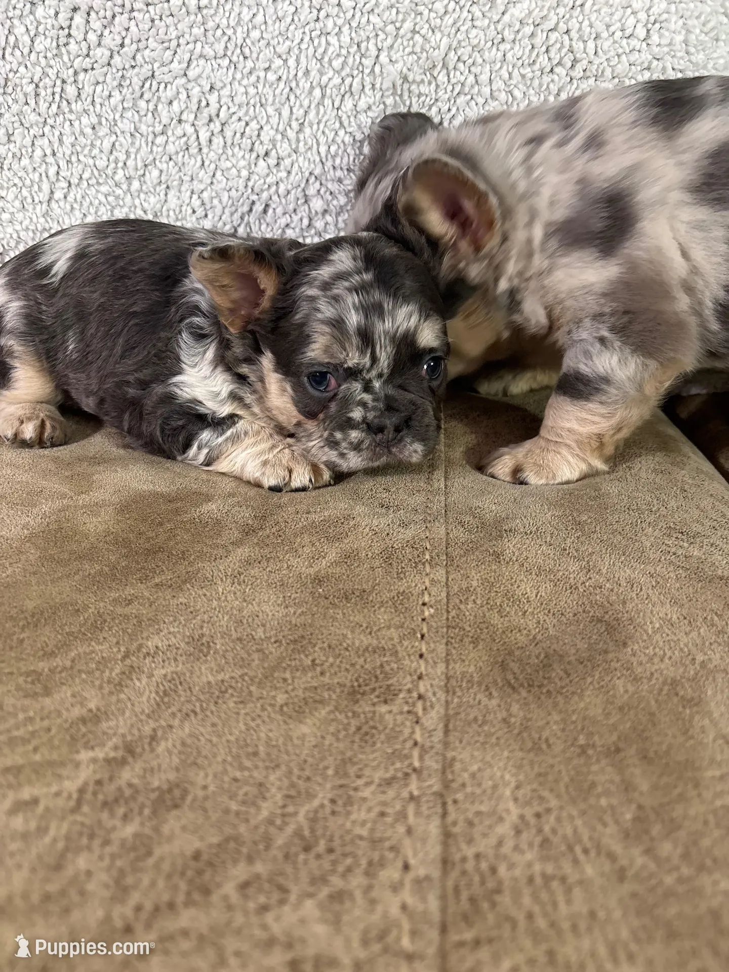 Hazel, a female French Bulldog for sale in Ligonier, IN – Photo 3 of 4