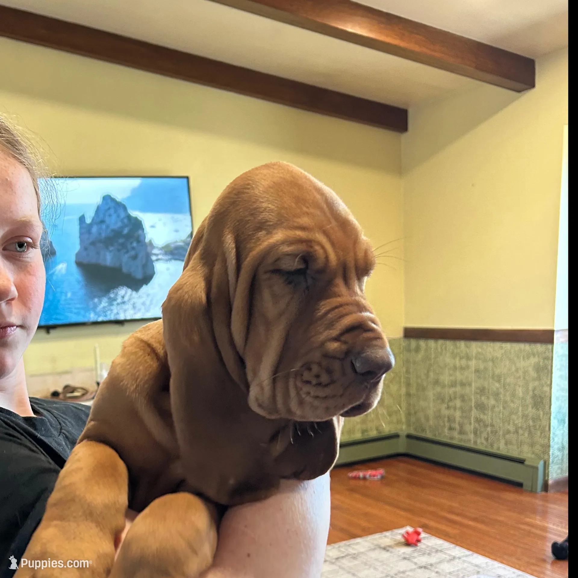 Honey – Bloodhound puppy for sale in Pella, IA