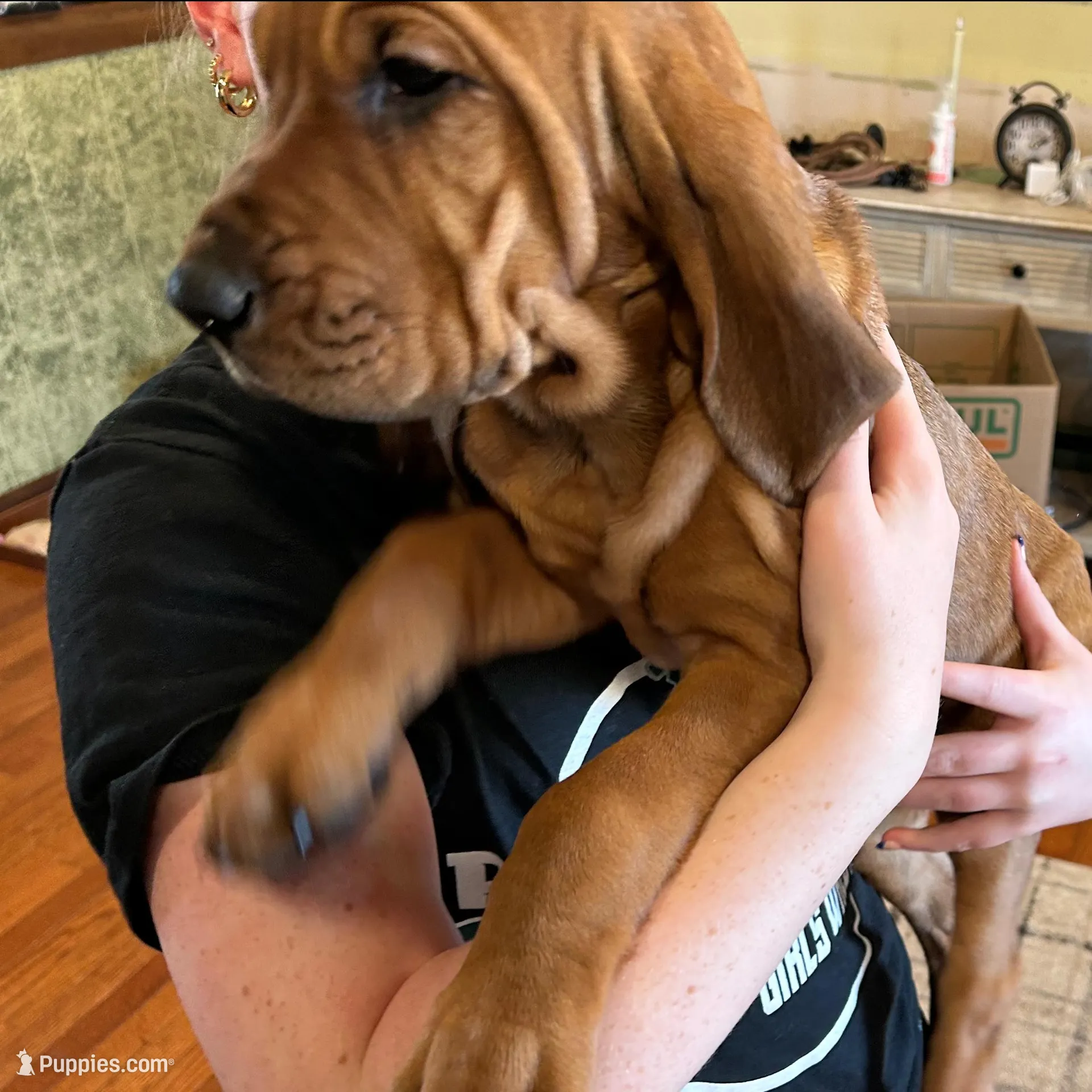 Angel – Bloodhound puppy for sale in Pella, IA