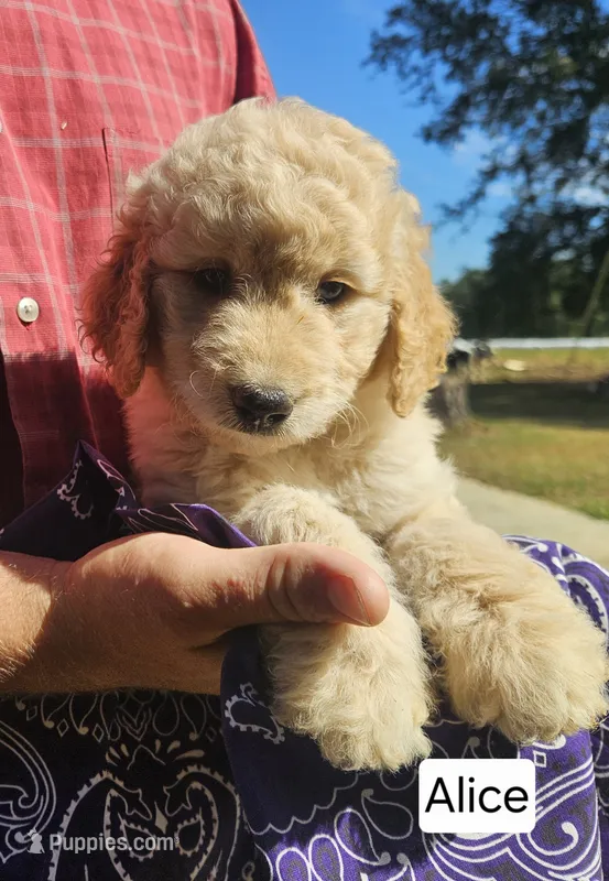 Alice – Goldendoodle puppy for sale in Millen, GA