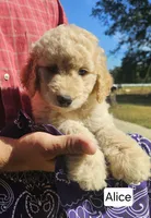 Alice, a female Goldendoodle for sale in Millen, GA – 1 of 1