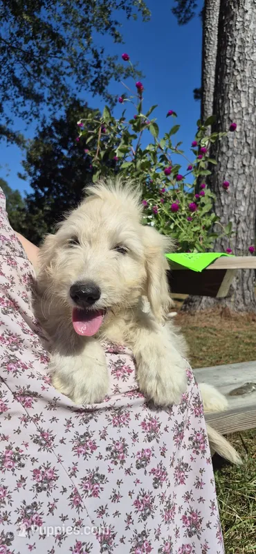 Bonanza – Goldendoodle puppy for sale in Millen, GA