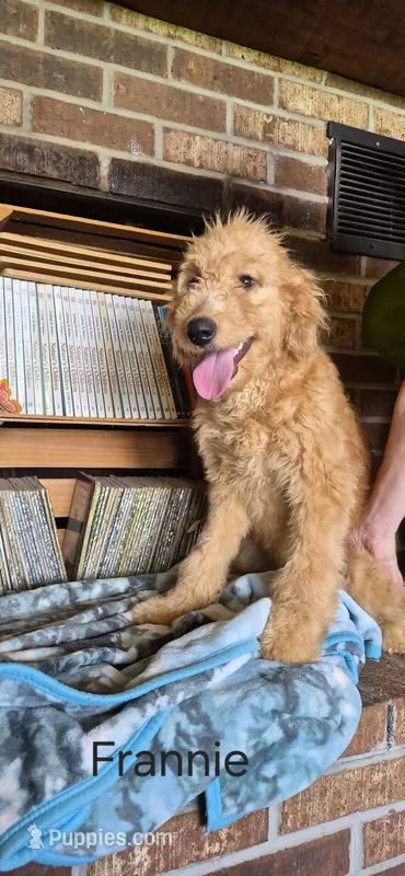 Franny – Goldendoodle puppy for sale in Millen, GA
