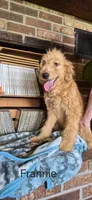Franny, a female Goldendoodle for sale in Millen, GA – 1 of 6