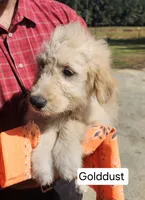 Golddust, a female Goldendoodle for sale in Millen, GA – 1 of 4