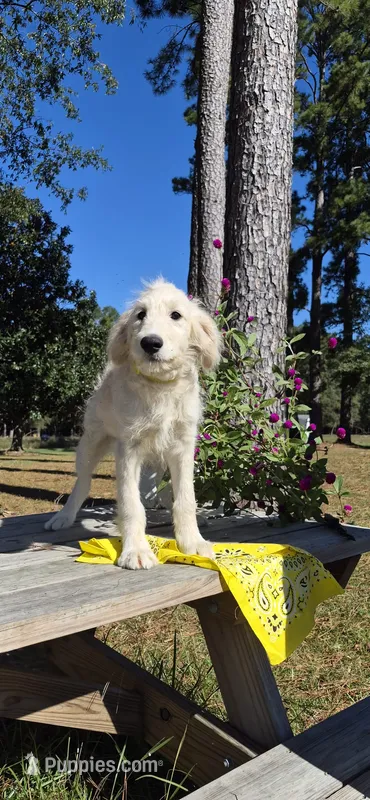 GA Belle – Goldendoodle puppy for sale in Millen, GA