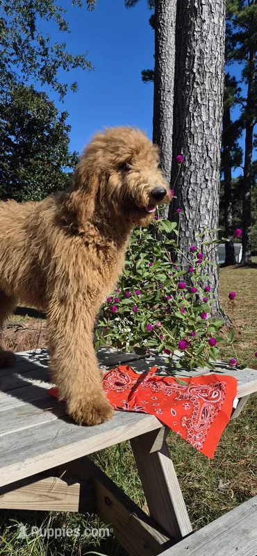 Farrah – Goldendoodle puppy for sale in Millen, GA
