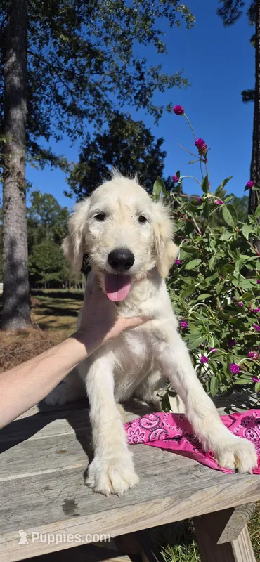 Elberta – Goldendoodle puppy for sale in Millen, GA