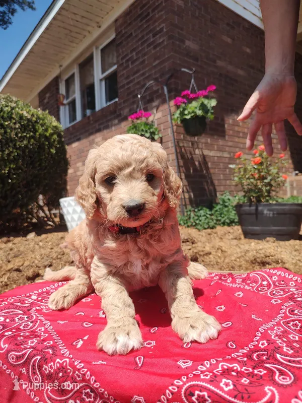Patty – Goldendoodle puppy for sale in Millen, GA