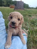 Patty, a female Goldendoodle for sale in Millen, GA – Photo 2 of 2