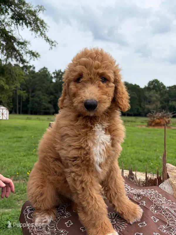 Fletcher – Goldendoodle puppy for sale in Millen, GA
