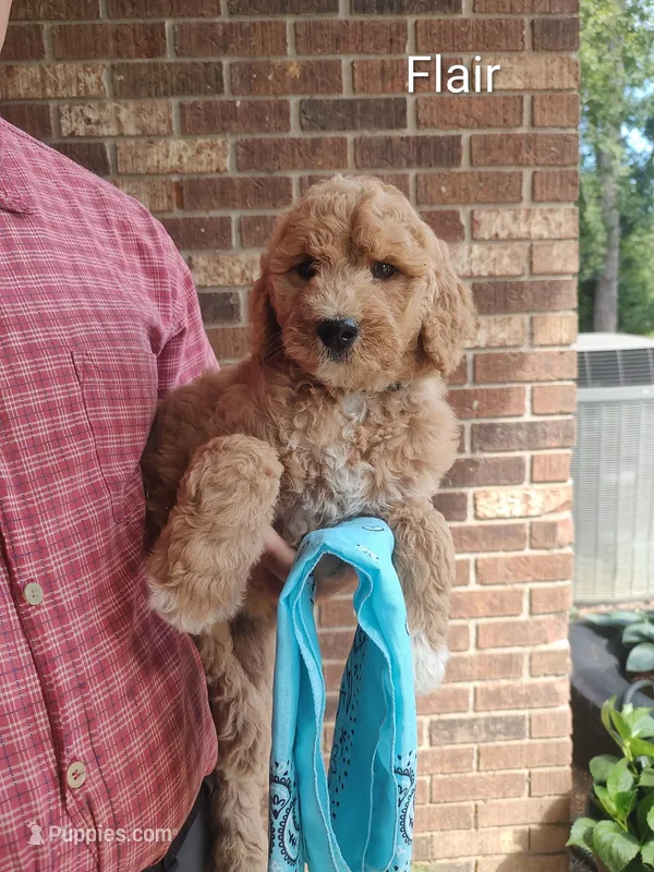Flair – Goldendoodle puppy for sale in Millen, GA