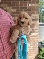 Flair, a female Goldendoodle for sale in Millen, GA – 1 of 1