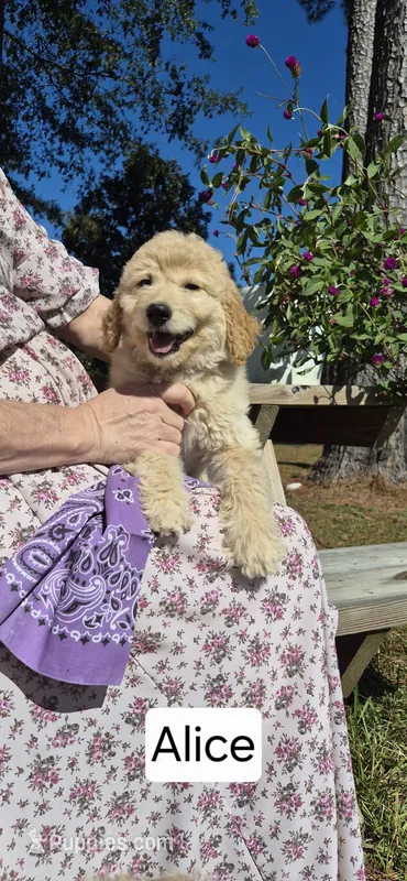 Alice – Goldendoodle puppy for sale in Millen, GA